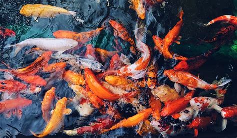 What Maintenance does a Koi Pond Require? - Get Wet Ponds