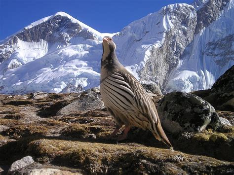 Nepal Himalaya Vogel - Kostenloses Foto auf Pixabay - Pixabay