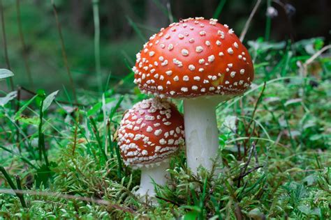 11 Colorful Mushrooms and Other Fabulous Fungi