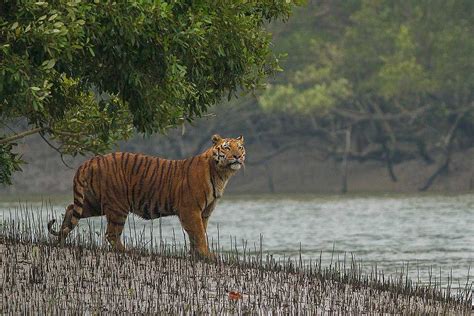 Sundarban National Park Tourism (2019) Tiger Reserve, Wildlife Sanctuary