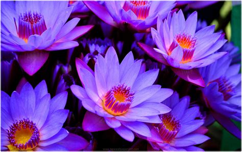 BLUE LOTUS FLOWER HD WALLPAPER | 9HD Wallpapers