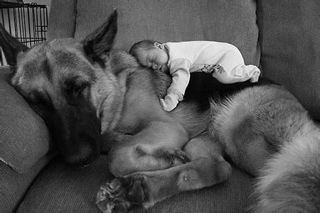 22 Images of Dogs with Babies That Will Brighten Your Day - TechEBlog