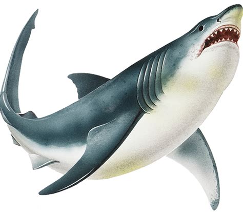 Shark PNG Images, Scary, Cartoon, Real Sharks - Free Transparent PNG Logos