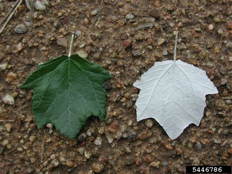 white poplar tree identification - Carlota Orozco