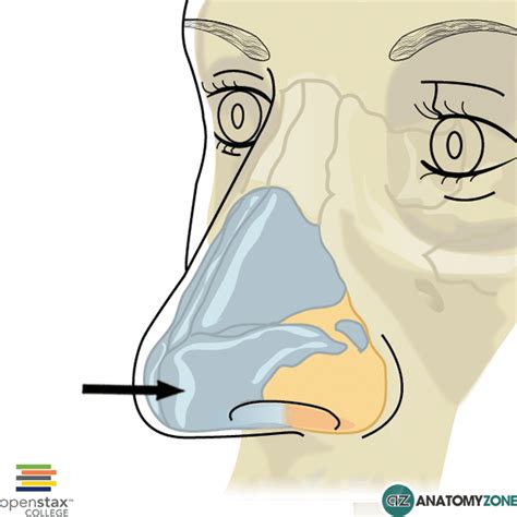 Major alar cartilage - AnatomyZone