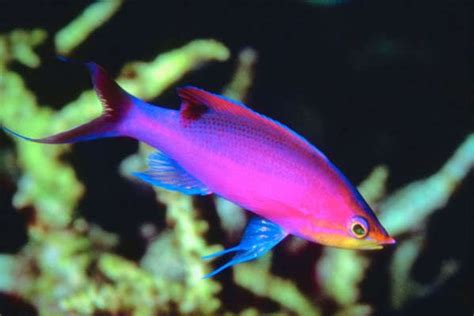 Purple Fish - Purple Photo (21933120) - Fanpop