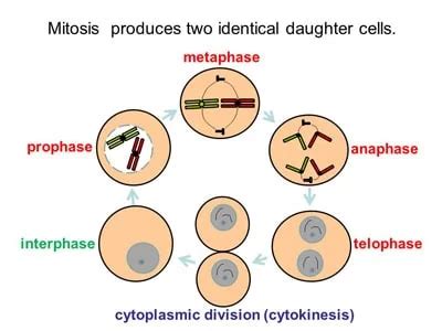 Daughter Cell from Mitosis Chromosomes