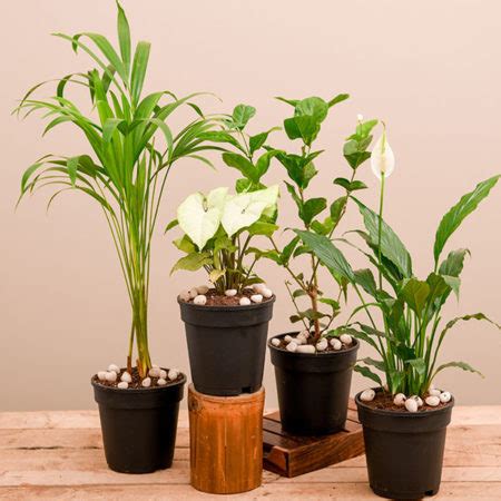 Home Air Purifier plant | Indoor Air Purification‎ plant with treepot