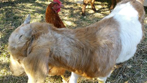 Sharing space with Goats – Morrison Point Farm