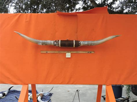 Steer Horns 858 Mounted LONGHORN Steer Horns 5'8 - Etsy