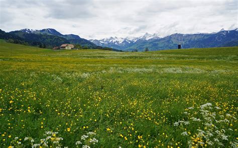 Yellow flowers on the green mountain field wallpaper - Nature wallpapers - #51912