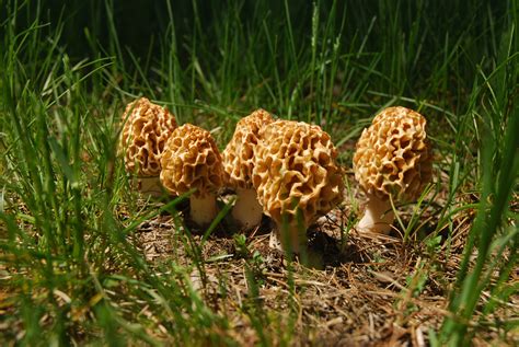 Five Things you need to know about Michigan Morel Mushrooms - Absolute Michigan