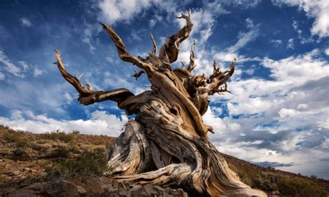 The Methuselah tree and the secrets of Earth’s oldest organisms | The Guardian | Bogan Tree Service