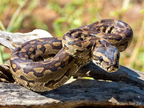 Southern African Python (Python natalensis) from Limpopo, South Africa. Not venomous but can ...