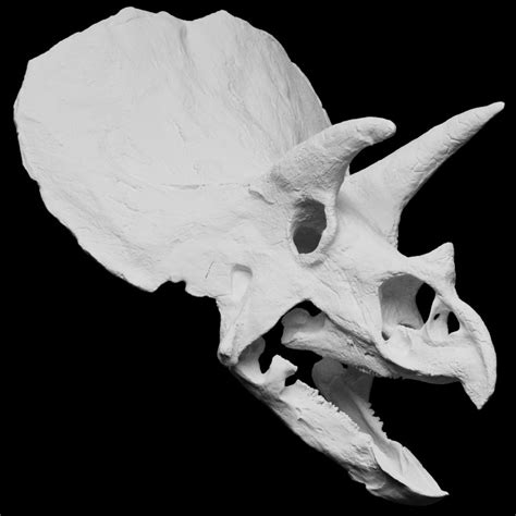 3D Printable Triceratops skull by Museo Delle Scienze Trento