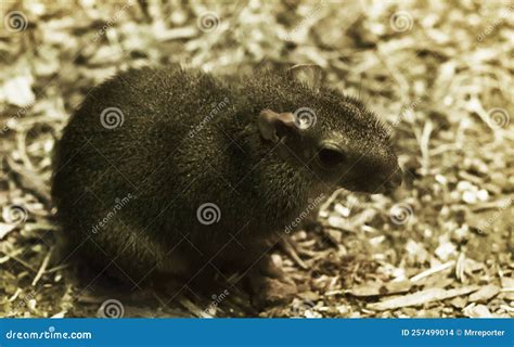 South-american Small Rodent at Night Stock Photo - Image of night, cage ...