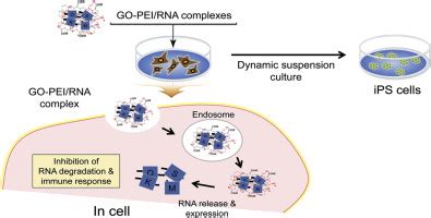 Efficient mRNA delivery with graphene oxide-polyethylenimine for generation of footprint-free ...