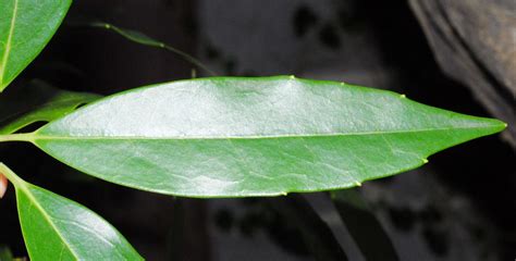 Aucuba japonica (Aucubaceae) image 26189 at