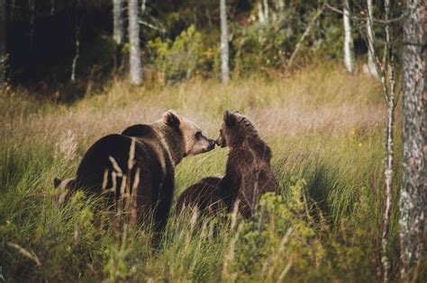 Finland's wonderful wildlife | Visit Finland