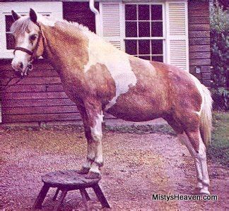 Misty, in real life :) famous horse from my favorite childhood book series. | Horses, Beautiful ...