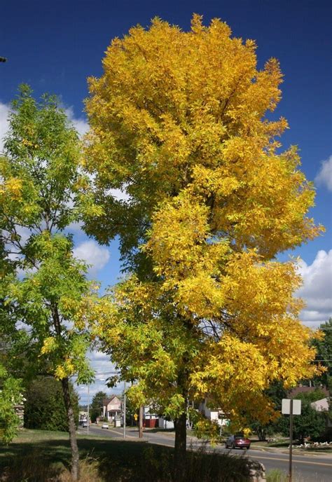 25 Green Ash Tree Seeds (Fraxinus Pennsylvanica) Seeds – Seed World