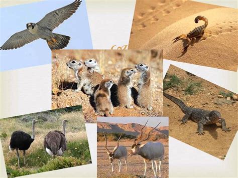 Sahara Desert Animals and Plants: Unveiling the Secrets of Earth"s Largest Hot Desert