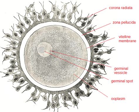 Ovum | Definition, Function & Structure - Lesson | Study.com