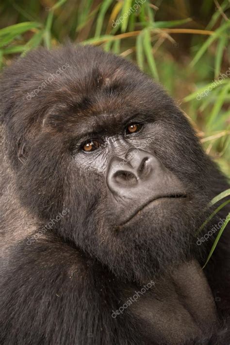 Close-up of silverback gorilla looking at camera — Stock Photo ...