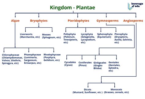 Plant Kingdom Class 11 Notes With Solved Exercise - Leverage Edu