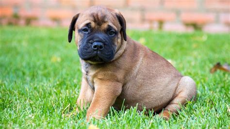 Bullmastiff Puppies Behavior And Characteristics In Different Months ...