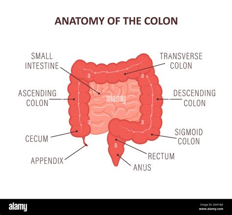 Anatomy of the colon with description parts. Intestine icon. Human ...