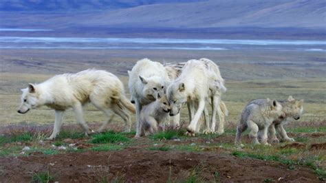 Arctic Wolf Cubs Learn Pack Behavior | PBS LearningMedia