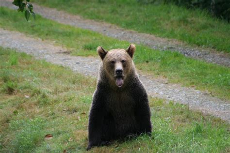 Grizzly yawning | Grizzly Bear Tours & Whale Watching, Knight Inlet