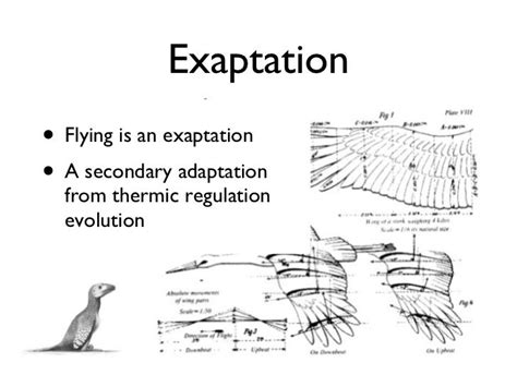 Exaptation