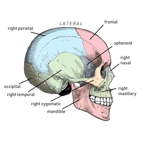Diagram Of The Skull Labeled
