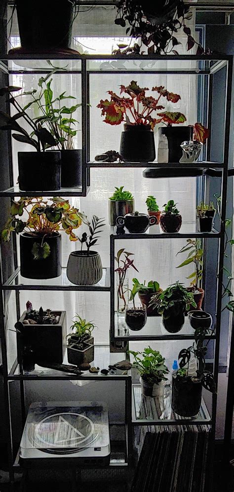 Pin by Garden İndoor OutDoor Food on rommies | Glass shelves, Plant shelves, Shelves