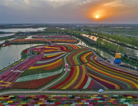 Over 30 million tulips in full bloom at the Holland Sea of Flowers, Jiangsu : r/pics