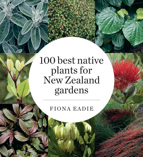 New Zealand Garden Native Plants - Image to u