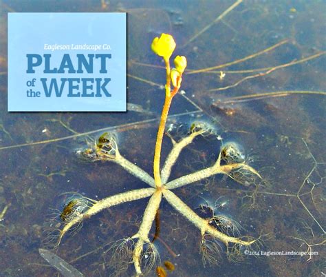 Plant of the Week - Bladderwort - Eagleson Landscape Co.