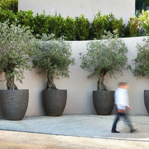 Awesome olive trees - would need to be fruitless. in 2020 | Potted ...