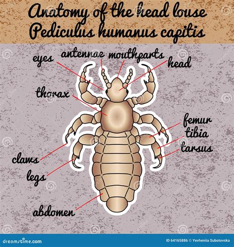 Insect Anatomy. Sticker Head Human Louse. Pediculus Humanus Capitis ...