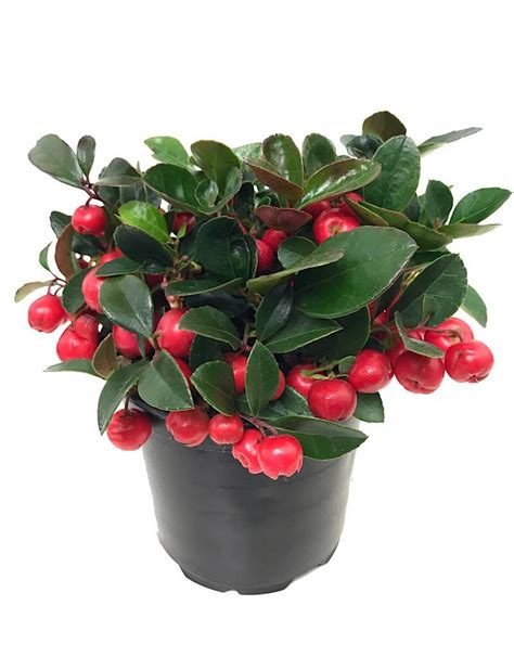 Gaultheria procumbens 4 inch - The Garden Corner