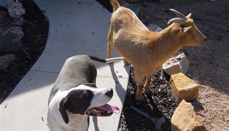 Dog And Goat Are Best Friends — And Need The Perfect Home Together - The Dodo