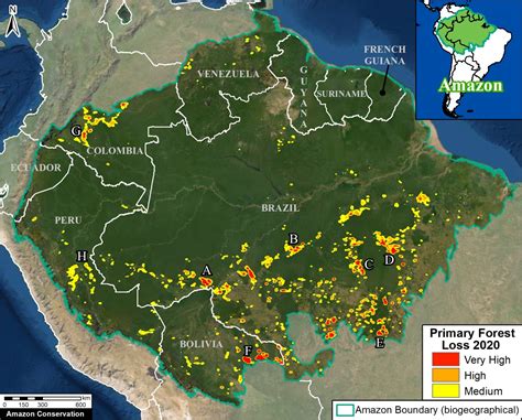 The Amazon lost an area of primary forest larger than Israel in 2020, new analysis finds