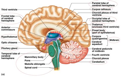 Human Brain Anatomy Diagram Worksheet