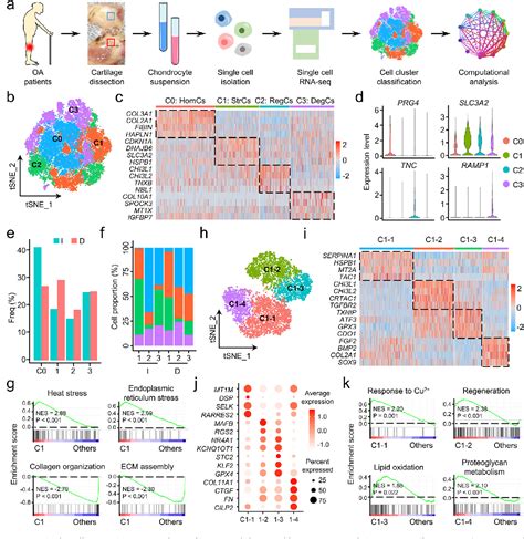 Figure 2 from Single cell RNA-seq analysis identifies ferroptotic ...