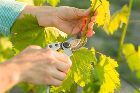 Pruning of grapevine stock photo. Image of season, plant - 30262432