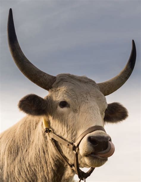 Free stock photo of animal, bull, cow