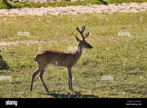 Largest deer species from south america hi-res stock photography and images - Alamy