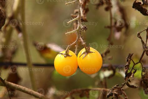 Rich harvest of cherry tomato in the collective farm garden. 9975438 Stock Photo at Vecteezy